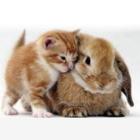 Chat rencontre 01