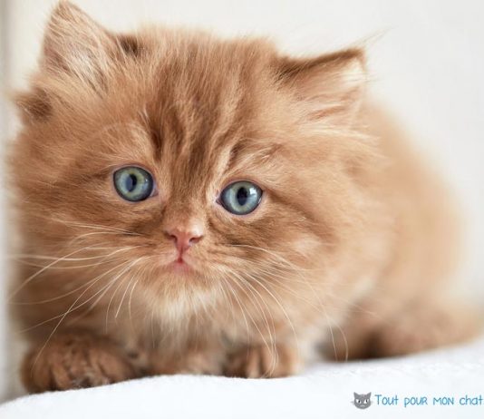 Site de chat rire et chanson
