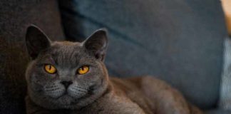 chat de race british shorthair