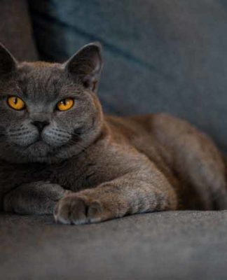 chat de race british shorthair