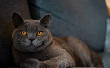 chat de race british shorthair