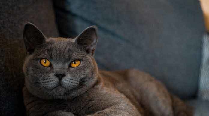 chat de race british shorthair