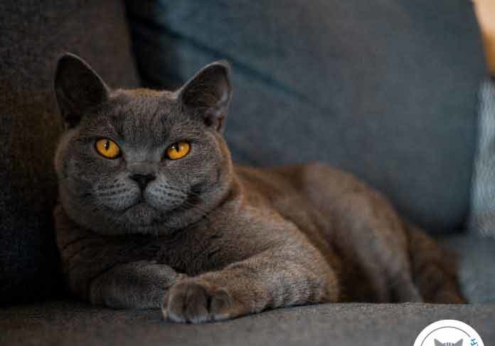 chat de race british shorthair