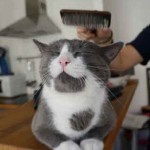 brosser un chat