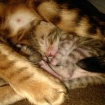 Photo chaton tigré dort avec sa maman