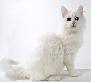 chat angora turc