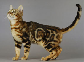 chat bengal