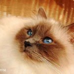 chat birman de birmanie