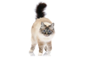 chat birman