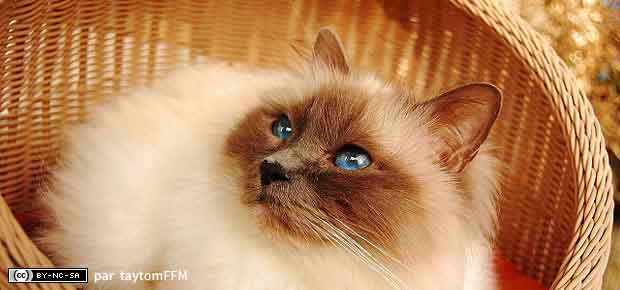 chat birman de birmanie