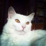 chat blanc aux yeux cruivre