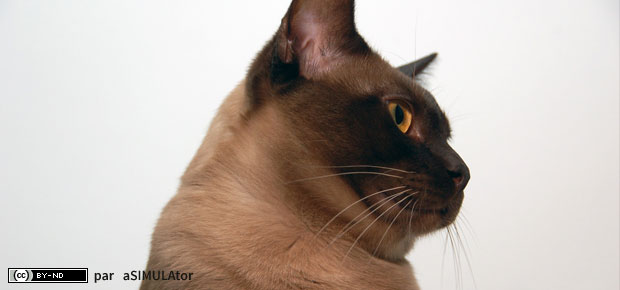 chat burmese