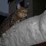 Chat dans la neige