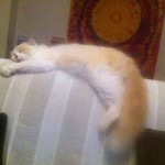 Image chat blanc et roux dormant sur canape