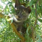 Chat dans arbre grimpe