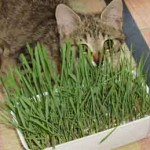 photo chat herbe à chat