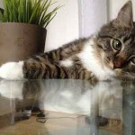 Photo de chat sur table basse