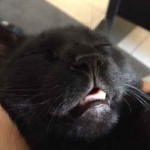 Photo tete de chat noir bouche ouverte