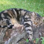 Chat tigré dort dans le jardin