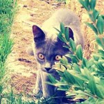 chaton bleu dans jardin