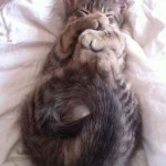 Image chaton qui dort