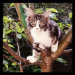 Chaton dans arbre