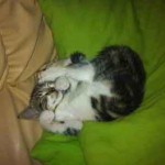 Photo chaton dort sur couverture