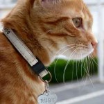 Image petite chatte rousse avec collier mignon