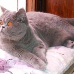 chat Exotic shorthair bleu