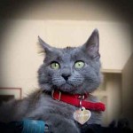 Jolie photo de chat avec son collier rouge