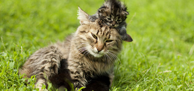 la famille des chats