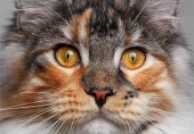 maine coon chat de race