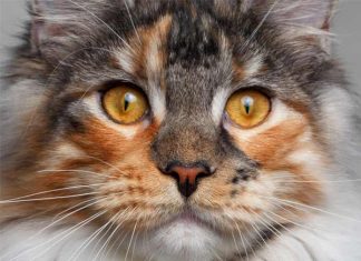 maine coon chat de race