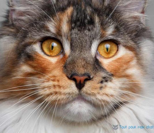 maine coon chat de race