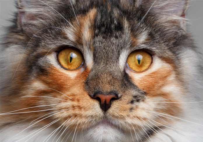 maine coon chat de race