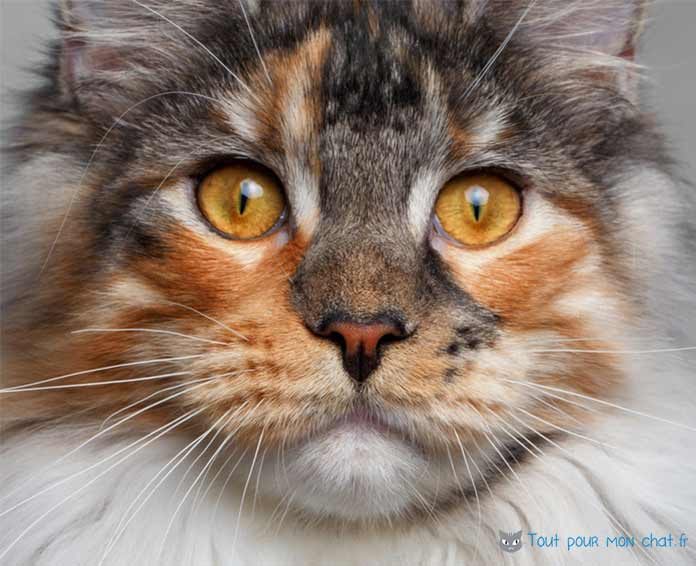 maine coon chat de race