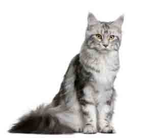 chat de race maine coon