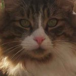 photo tete maine coon