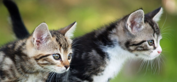 chat de gouttière