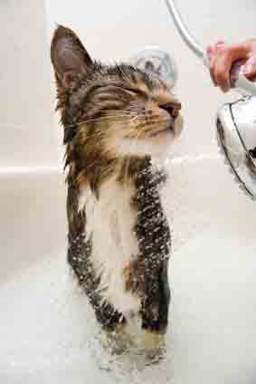 Donner Un Bain A Son Chat Ou Laver Son Chat Tout Pour Mon Chat