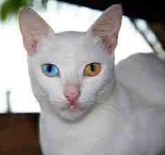 chat blanc yeux vairons