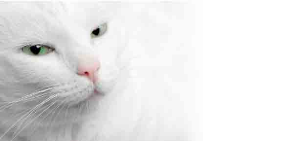 chat blanc couleur blanche