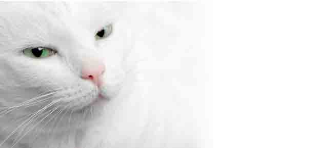 Chat Blanc Et La Couleur Blanche Chez Le Chat Tout Pour Mon Chat