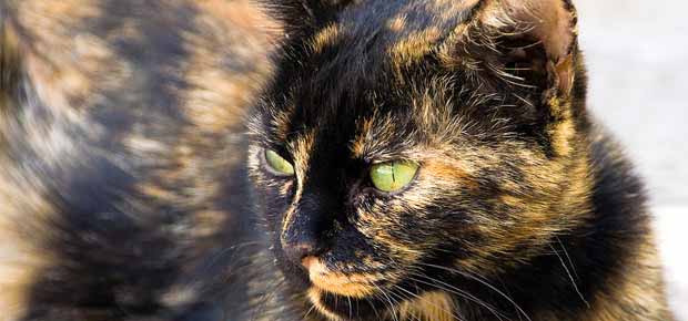 chat écaille de tortue calico