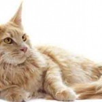 chat maine coon creme