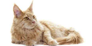 chat maine coon creme