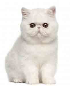 Chat Exotic Shorthair blanc