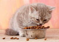 chat mange des croquettes