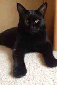 chat noir superstition et croyance Chat noir