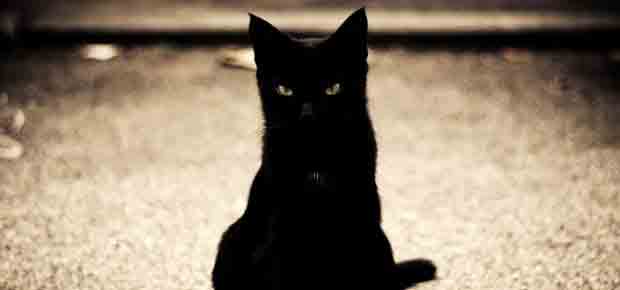 race de chat noir